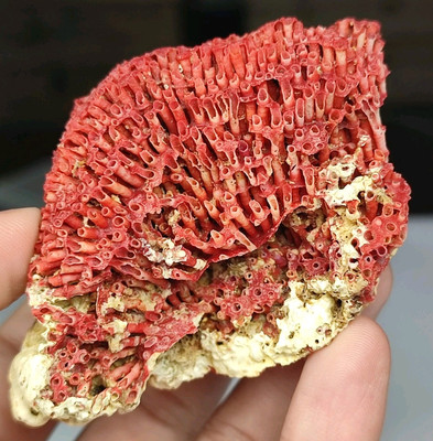 Natural Coral(Fossilized) Specimen, In Its Fully Natural Condition-Karachi Sea,