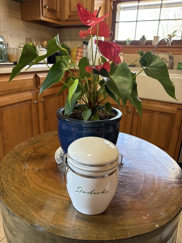 Starbucks Coffee RARE UNUSUAL-LIMITED Ceramic  Canister with Rubber Seal Lid NIC