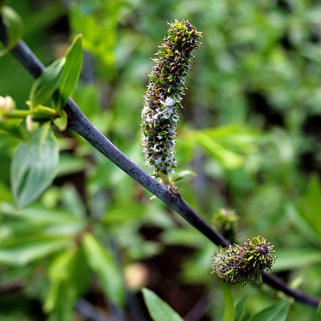 Violet Willow Tree - Salix daphnoides - Winter Interest Purple