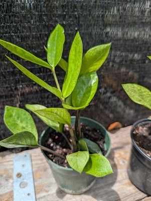 ZZ Plant Chameleon Zamioculcas zamiifolia Rare Color Changing Variegated 4"  Pot | eBay