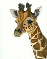 Giraffe Wildlife Watercolour Print from an Original Watercolour Painting