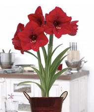Amaryllis ‘Red Lion’ (1) Medium Bulb~3x3”~Perennial~ Produces 4-6 Blooms