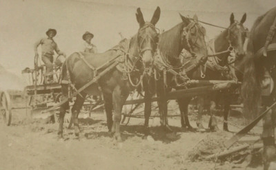Antique Vtg RPPC Farmers Men Plowing Field with Working Horse Team Agriculture