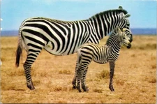 Vintage Postcard Nairobi Kenya Zebra And Foal
