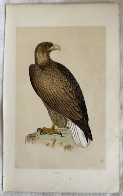 ERNE Seeadler Sea Eagle Vögel Ornithologie Vögel Ca. 1870