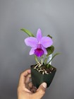 NEW! Unreleased 2027 Cattleya (L. Praestans x Sc. Lana Coryell) SVO 11383 — photo 5