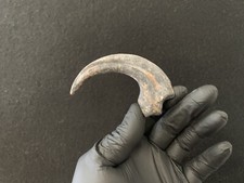 Velociraptor Replica Dinosaur Raptor Fossil Claw