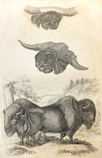 Bison Engraving 1800s Antique Zoological Illustration Plate