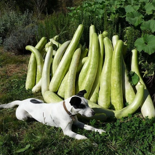 Courge Calebasse Massue D'Hercule | 5 Graines | Décoration Forme Longue - Photo 1/1