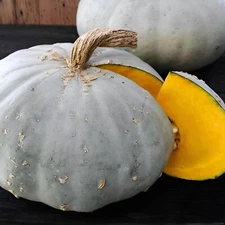 Sweet meat Winter Squash 10 Seeds, vegetable flower grass tree