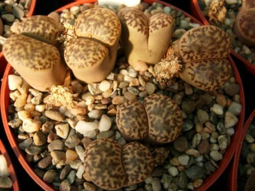 Lithops bromfieldii ssp. insularis C042, 10 seedlings at 10mm+ size - Picture 1 of 3