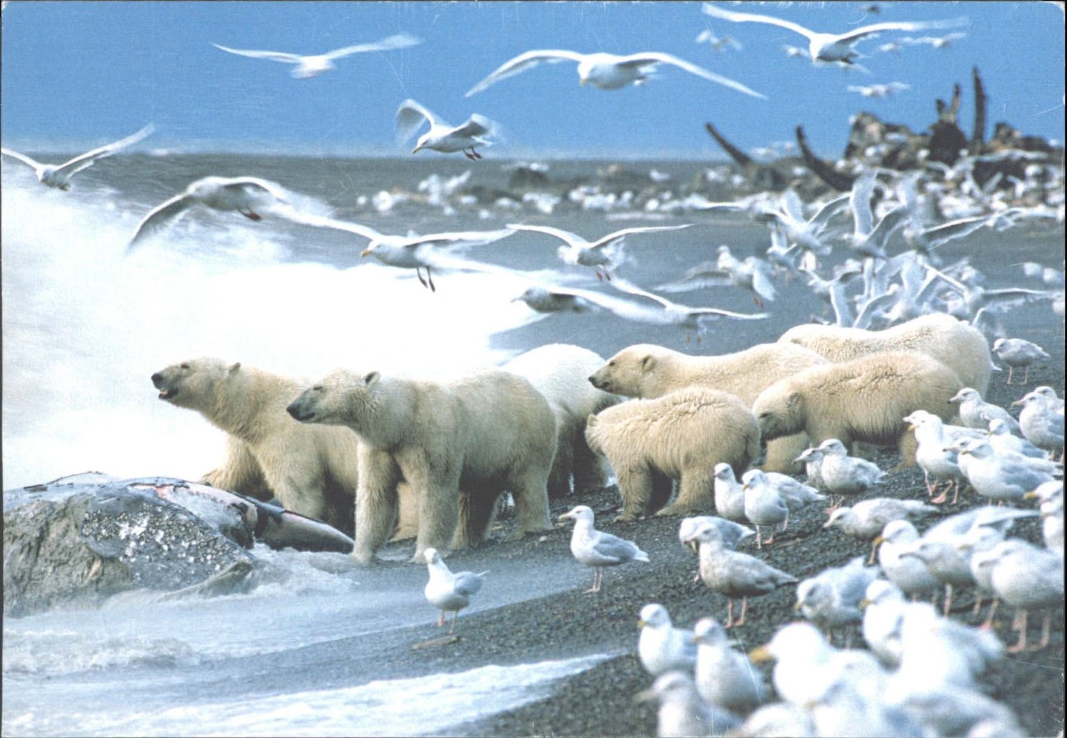 Wild Planet Polar Bears Scavenging Whale Alaska USA Postcard Wildlife Photo