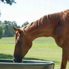 Sheep , Horses Waterhole And Tap Drain Valve 4 Sizes Mutli Purpose Tub Waterhole