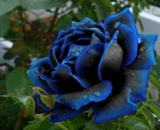 100Pcs Midnight Blue Rose Flower Seeds, Rare Garden Plant seeds