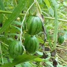 Solanum Caripense - Tzimbalo 50 Seeds Cucumber Cry - Mini Watermelon Edible