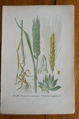 Illustrations botaniques, œuvres encyclopédiques, plantes, flore