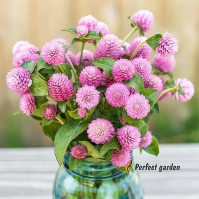 3000 Seeds Gomphrena Globosa Pink Globe Amaranth Edible Herbal Garden Plants
