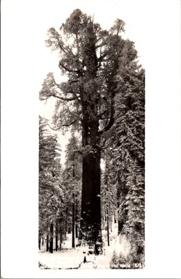CA Sequoia National Park RPPC 1947 GENERAL SHERMAN TREE in WINTER No. L1