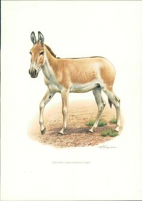 Kunstdruck - Offsetdruck. Wilhelm Eigener: ONAGER - Equus hemionus onager Boddae