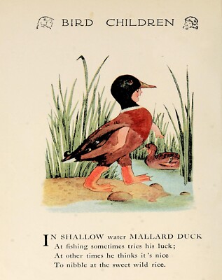 4486 Ross, M.T. (1881-1937) - Bird Children 1912 - Mallard Duck