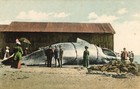 circa 1910 Durban South Africa whaling industry postcard, whale