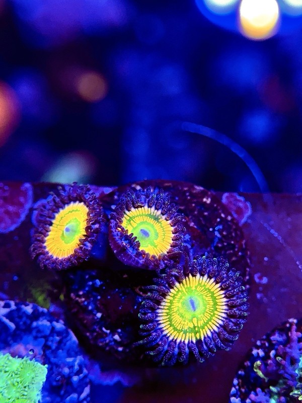 TNTcoral Sunny D-WYSIWYG-Zoa Frag-Live Coral-LPS-SPS-ZOA-Reef Tank-Saltwater