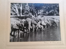 Arthur H Firmin Elephants At Waterhole-Treetops Signed Vintage Photograph