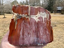 Araucaria Amarillo Texas Rainbow Wood Triassic Rip Board Cut