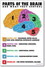 Parts of the Brain - NEW Science Biology Classroom Anatomy Cerebellum POSTER