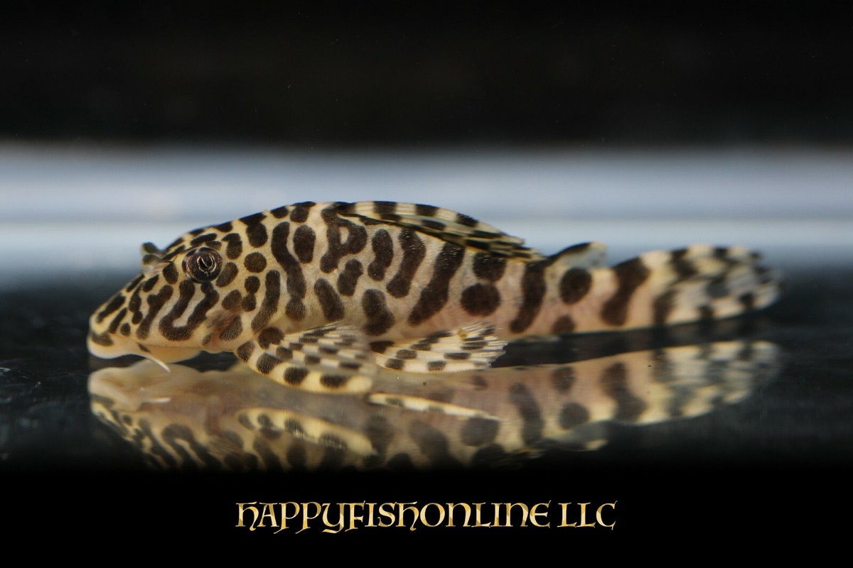 BREEDING PAIR OF L134 LEOPARD FROG PLECOS! FAT YOUNG ADULTS! CB
