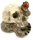 Cranium Goth Skeleton Head With Cobra Snake Habitat Skull Statue Figurine 4.25"H