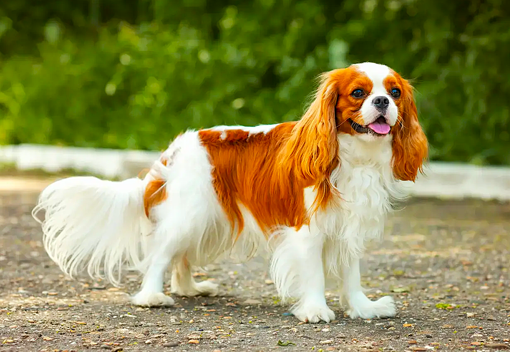 Cavalier King Charles Spaniel Photo Magnet 3