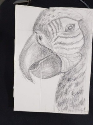 Original ACEO Graphite Drawing Macaw Parrot Bird Sketch RMT Design Upcycled Art