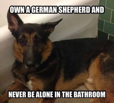 German shepherd  refrigerator magnet 3 1/2  x  3  1/2 