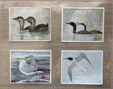 99/100 Imperial Tobacco Company Canada Cards Birds of Canada