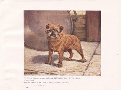 BRUSSELS GRIFFON DOG Antique Art Print 1907