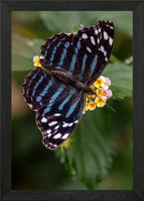 Quadro stampa su tela poster arte da parete con cornice farfalla Myscelia ethusa