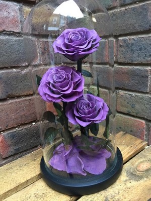 Trio lila ewige Rose in Glaskuppel Valentinstag Geburtstag Geschenk für sie