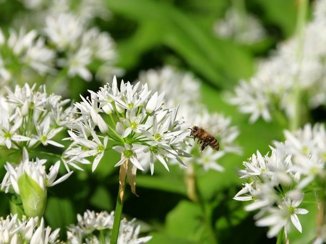 30 600 Seeds Garlic Of Bear Wild Ramsons Of Wood Allium Ursinum Perennial For Sale Online Ebay