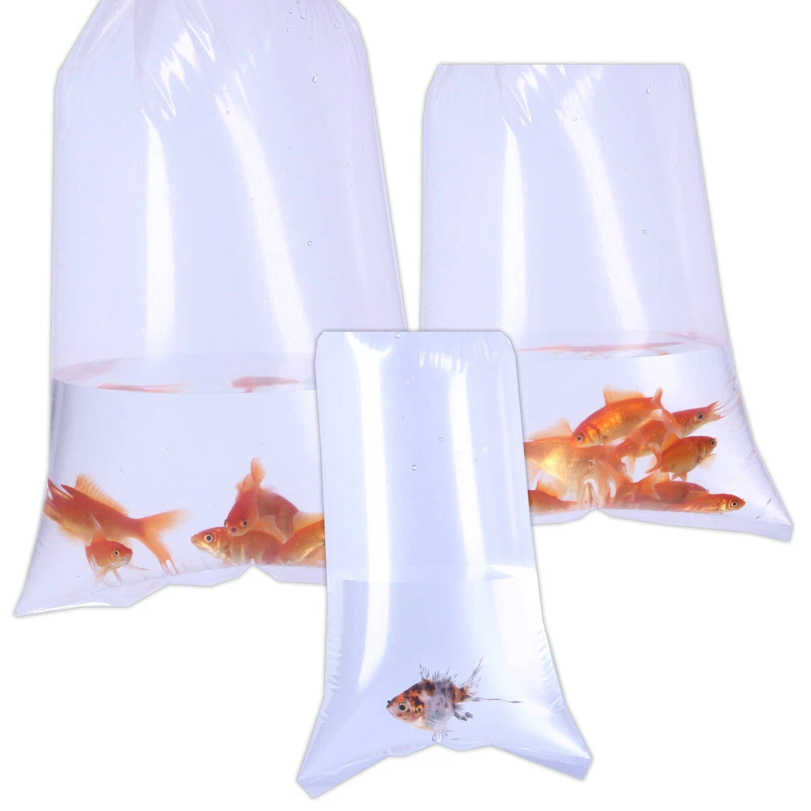 Aggregate 69+ aquarium fish bags latest in.duhocakina