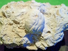 FOSSILE. RARE. DROMIOPSIS RUGANS ( Carapace CRABE ). Danien. Paléocène. DANEMARK