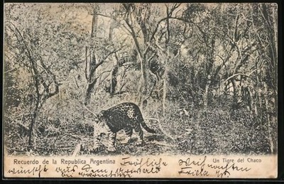 Tigre del Chaco, Argentinischer Tiger, Ansichtskarte 1906 