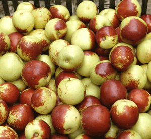 jujube seeds for sale