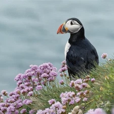 Art Oil Painting “Atlantic Puffin On A Cliff” Animal Nature Home Realistic Deco