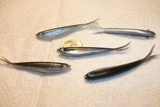 100-2 1/4"-crappie-panfish-soft minnow-jigs-grubs-split tails-flukes-lures-scent