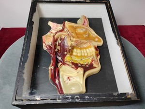 RARE Antique19thc German Medical Wax Human Head & Anatomy Detailed Model In Case