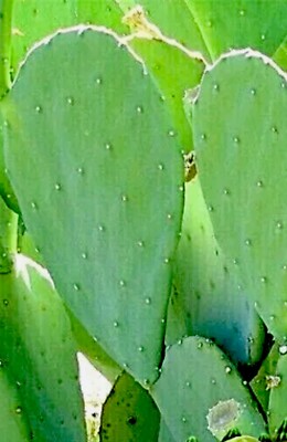 Prickly Pear Cactus LG Pads Organic Spineless Reptiles, Humans