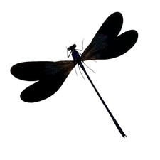 Damselfly (Vestalis luctuosa) (M) Specimen Indonesia Dragonfly Insect