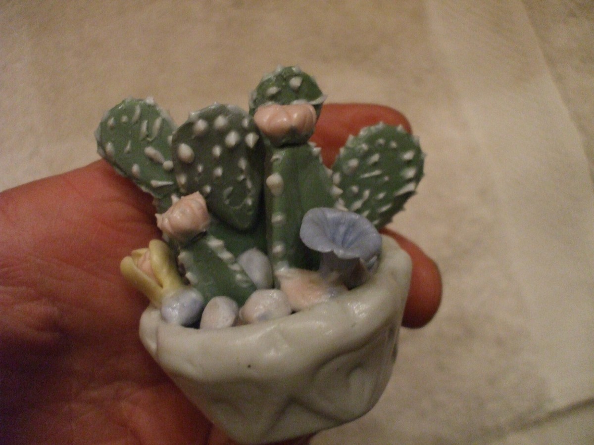 cactus culture #EC115 EXACT Trichocereus Hybrid Scopulicola Cactus Culture X Scop Tudo  Seedlings 3-4