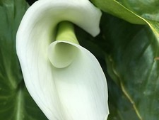 BARGAIN popular  HARDY  CROWNBOURGH  ARUM LILY 9cm pot x2